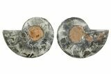 Cut & Polished Ammonite Fossil - Unusual Black Color #367735-1